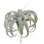 Decorative plant Tillandsia Xerographica KASTIEL, spike, grey-green, 9"/23cm