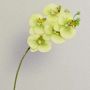 Fake phalaenopsis EMILIA, cream-green, 24"/60cm, Ø3.1"/8cm
