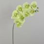 Fake phalaenopsis spray AURELIA, cream-green, 3ft/95cm, Ø4"/10cm