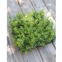 Plastic eucalyptus hedge / mat SERAFINO, green, 14"x14"/35x35cm