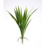 False daylily RITA, spike, aerial roots, green, 16"/40cm, Ø10"/25cm
