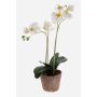 Silk orchid MINA in a terracotta pot, white, 18"/45cm, Ø2.4"-3.1"/6-8cm
