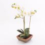 Silk orchid MINA in a terracotta pot, white, 22"/55cm, Ø2.4"-3.1"/6-8cm