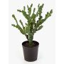 Artificial Euphorbia TIKO, green, 30"/75cm