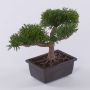 Artificial bonsai cedar ALVARI with roots, in decorative bowl, 8"/20cm