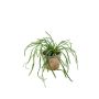Fake rhipsalis HADRIAN, in a terracotta pot, green, 14"/35cm
