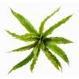 Artificial Bird's-nest fern FRANNY, green, 12"/30cm, Ø12"/30cm