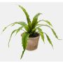 Artificial Bird's-nest fern FRANNY, terracotta pot, green, 12"/30cm, Ø12"/30cm
