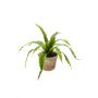 Artificial Bird's-nest fern FRANNY, terracotta pot, green, 12"/30cm, Ø12"/30cm