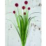 Artificial cotton grass PINTANA with panicles, spike, red, 30"/75cm