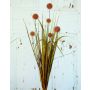 Artificial cotton grass PINTANA with panicles, spike, orange, 30"/75cm