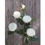 Artificial flower Cabbage rose SABSE, cream-white, 22"/55cm, Ø1.6"-2"/4-5cm