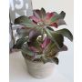 Artificial Echeveria SHAUNA in decorative pot, green-violet, 10"/25cm