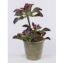 Artificial Echeveria SHAUNA in decorative pot, green-purple, 16"/40cm