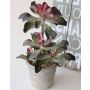 Artificial Echeveria SHAUNA in decorative pot, green-purple, 16"/40cm