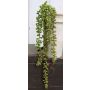 Plastic senecio hanging plant TERRI, spike, green-red, 20"/50cm
