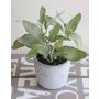 Artificial sage ALBUS in concrete pot, green, 7.1"/18cm