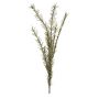 False rosemary MICHAELA, spike crossdoor, green, 4ft/120cm
