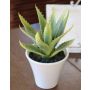 Artificial aloe vera ROSALINA in ceramic pot, green, 8"/21cm