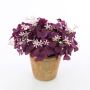 Artificial Clover ALOIS, flowers, terracotta pot, purple, 10"/25cm