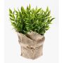 Fake butcher's broom VITUS, in a jute bag, green, 9"/22cm, Ø9"/24cm