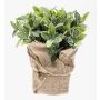 Fake sage VITUS, in a jute bag, green-white, 8"/20cm, Ø9"/22cm