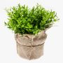 Fake cress VITUS, in a jute bag, green, 7"/17cm, Ø7"/18cm