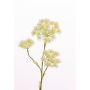 Artificial hogweed ABDEROS, cream, 3ft/105cm, Ø4.7"-8"/12-20cm