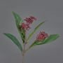 Artificial Skimmia spray EBONY, with flowers, red, 14"/35cm