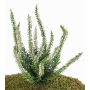 Artificial erica IMKE on spike, cream, 10"/25cm, Ø0.4"/1cm