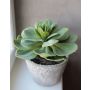 Artificial Echeveria BLAKKUR in concrete pot, green, 14"/35cm