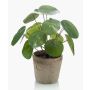 Artificial Pilea peperomioides SYBIL in terracotta pot, green, 8"/20cm