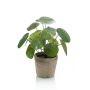 Artificial Pilea peperomioides SYBIL in terracotta pot, green, 8"/20cm