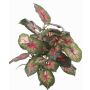 Fake caladium SEVERIN on spike, green-red, 16"/40cm