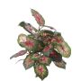 Fake caladium SEVERIN on spike, green-red, 16"/40cm