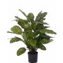 Artificial calathea makoyana GODE, green-yellow, 26"/65cm