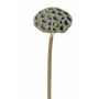 Silk lotus seed head JOHNTEN, brown, 26"/65cm, Ø4"/10cm
