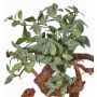 Fake fittonia NIKLAUS, on spike, hardly flammable, green-white, 12"/30cm