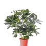 Silk schefflera LUKAS in decorative pot, green, 22"/55cm