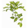 Fake vanilla planifolia orchid leaves CHARIS, on spike, green-yellow, 18"/45cm