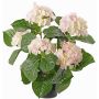 Artificial hydrangea flower TEMARI, white-pink, 16"/40cm, Ø3.9"-4.7"/10-12cm