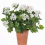 Fake geranium BERENIKE on spike, crossdoor, white, 16"/40cm, Ø2"-3.1"/5-8cm