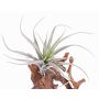 Silk tillandsia stricta ADELE on spike, green-grey, 10"/25cm, Ø8"/20cm