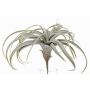 Silk tillandsia cites ANELIA on spike, green-grey, 12"/30cm