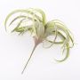Silk tillandsia cites ANELIA on spike, green-grey, 12"/30cm