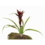 Fake guzmania ANELY with flowers, on spike, red, 16"/40cm