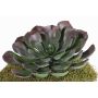 Artificial aeonium BARBARA on spike, red-green, 5.9"/15cm, Ø10"/25cm
