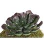 Artificial aeonium BARBARA on spike, red-green, 6"/15cm, Ø10"/25cm