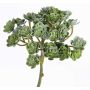 Fake echeveria BLAIR on spike, green, 8"/20cm, Ø3.9"/10cm
