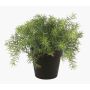 Plastic asparagus sprengeri YANIS, 6"/15cm